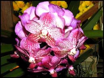 Une plante extraordinaire: l'orchidée