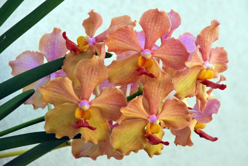 Une plante extraordinaire: l'orchidée