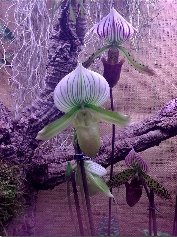 Une plante extraordinaire: l'orchidée