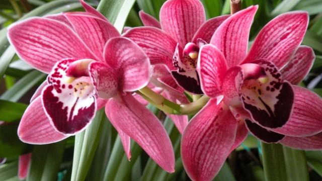 Une plante extraordinaire: l'orchidée