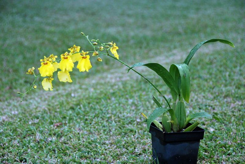 Une plante extraordinaire: l'orchidée