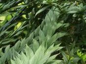 Allamanda cathartica plante grimpante pour l'intérieur