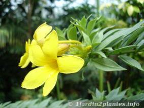 L' Allamanda cathartica est une plante grimpante pour l'intérieur