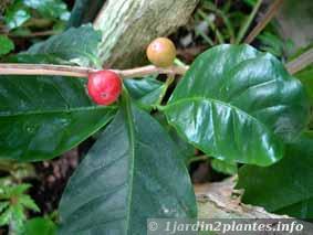 Une plante aromatique: le caféier