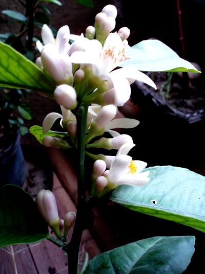 Une plante aromatique: le caféier