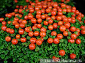Le nertera est une petite plante d'intérieur à baies décoratives