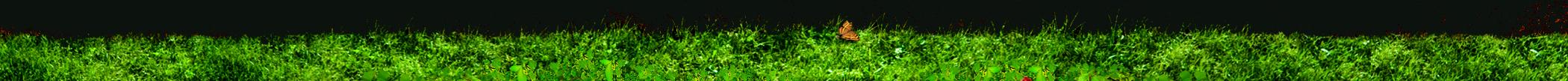 Le nertera est une petite plante d'intérieur à baies décoratives