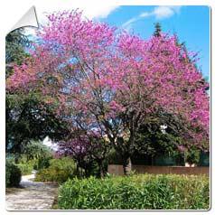 Un arbre à belles fleurs: l' arbre de Judée.