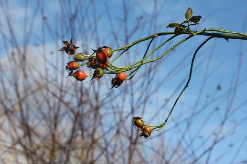 Les derniers feux de l'automne