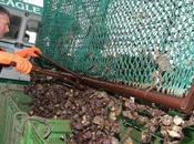 Polémique Baie Malconche (17) avis favorable pour huîtres filières