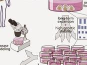 #organoïdes #hépatocytes #α1-antitrypsine #syndromed’alagille #Lgr5+ Culture long terme cellules souches bipotentes génome stable partir foie humain