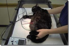 Pour détecter une anomalie cardiaque chez le chat ,il existe ce test sanguin !