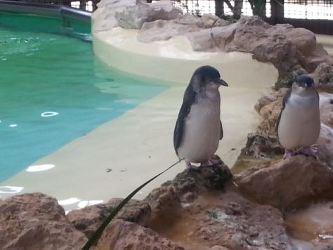 Penguins Australia