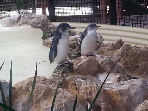 Penguin Island Penguins