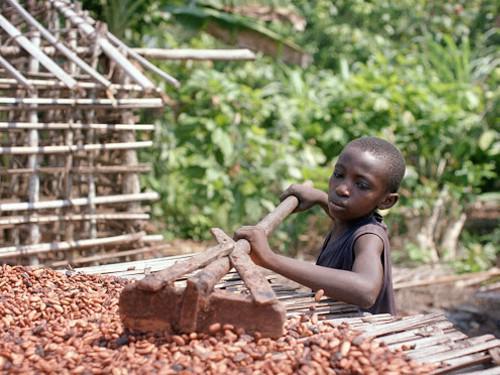 Le cacao emploie 1,5 million d’enfants au Ghana et en Côte d’Ivoire, selon le rapport d’une ONG
