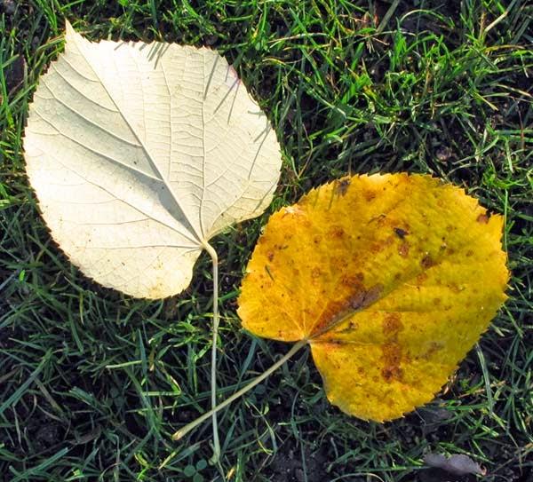 Tilleul argenté pleureur