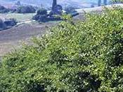 Pruneau d’Agen, Trésor cuisine Allié santé