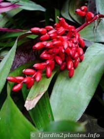 L'aechmea se cultive comme une plante d'intérieur