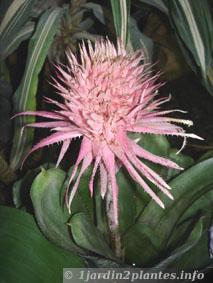 L'aechmea se cultive comme une plante d'intérieur