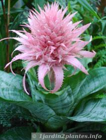 L'aechmea se cultive comme une plante d'intérieur
