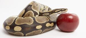 ces 15 maladies qui touchent nos dirigeants politiques, par delà les partis