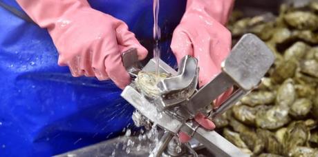 Sur un marché à Sydney, on ouvre les huîtres sans ménagement. © PETER PARKS / AFP