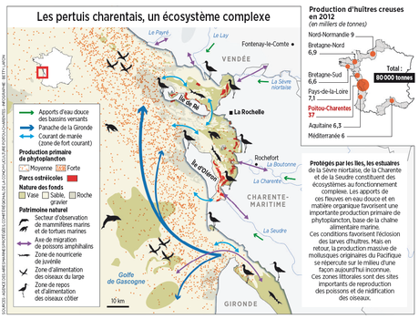 Vos huîtres de Noël, mâchez-les lentement, ce seront peut-être les dernières