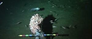 Un étrange poisson découvert à plus de 8 000 m de profondeur