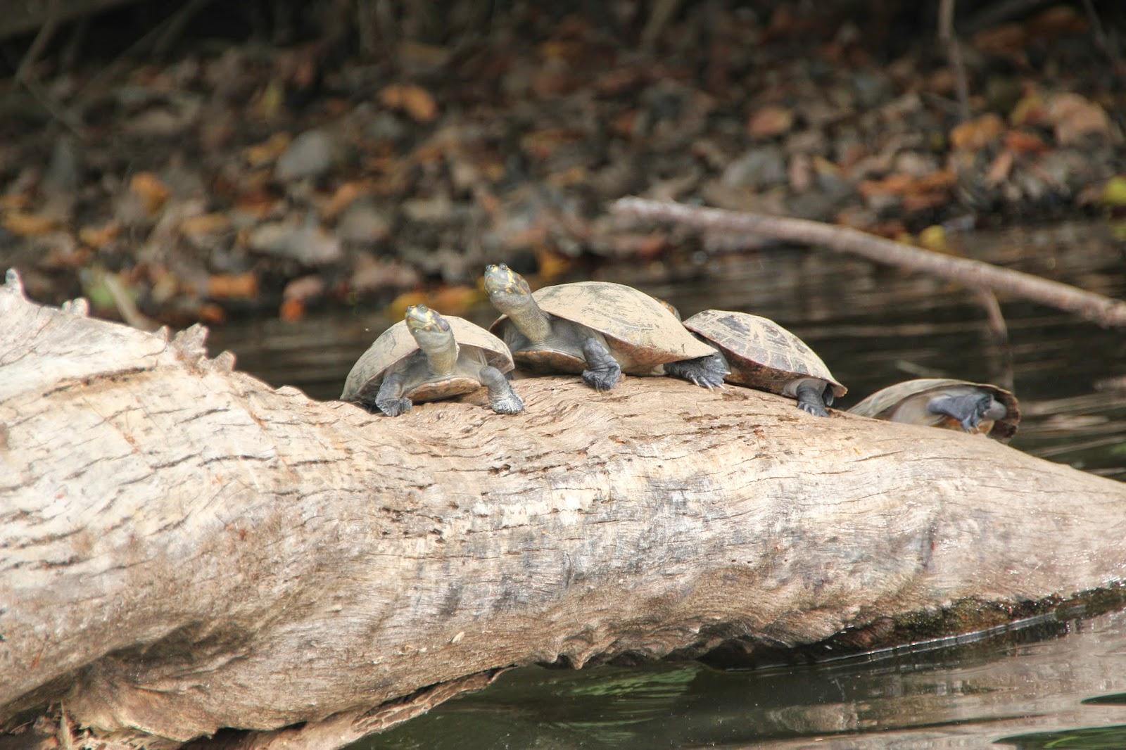 Voyage au Pérou 3: Amazonie - Le lac aux pirhanas