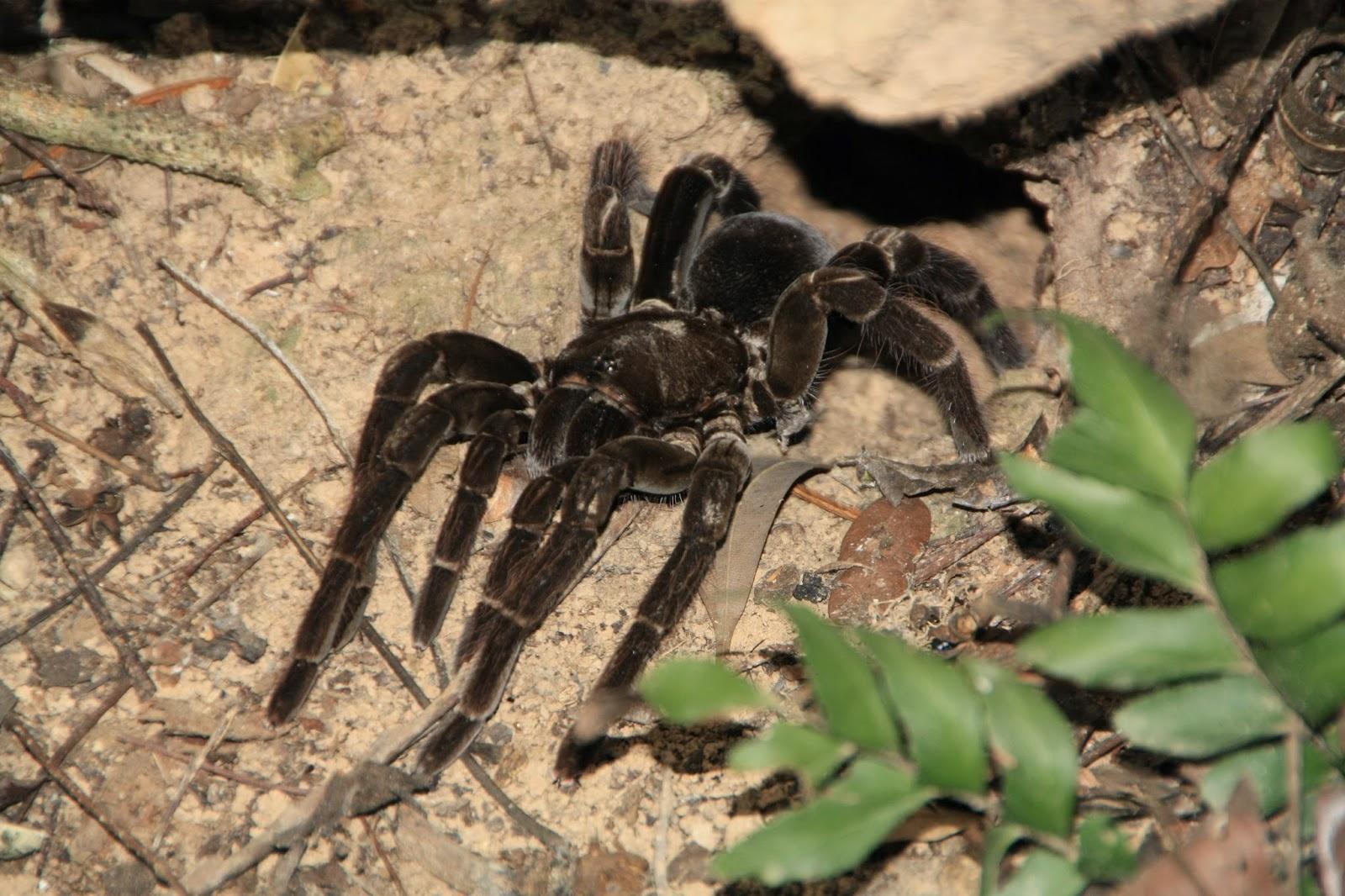 Voyage au Pérou 3: Amazonie - Le lac aux pirhanas