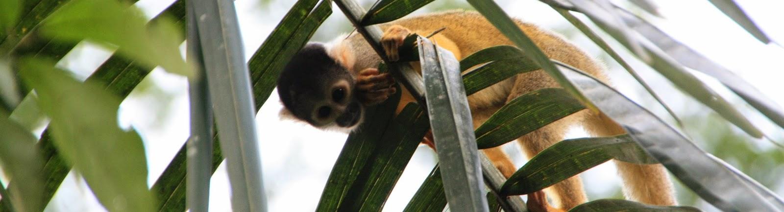 Voyage au Pérou 3: Amazonie - Le lac aux pirhanas