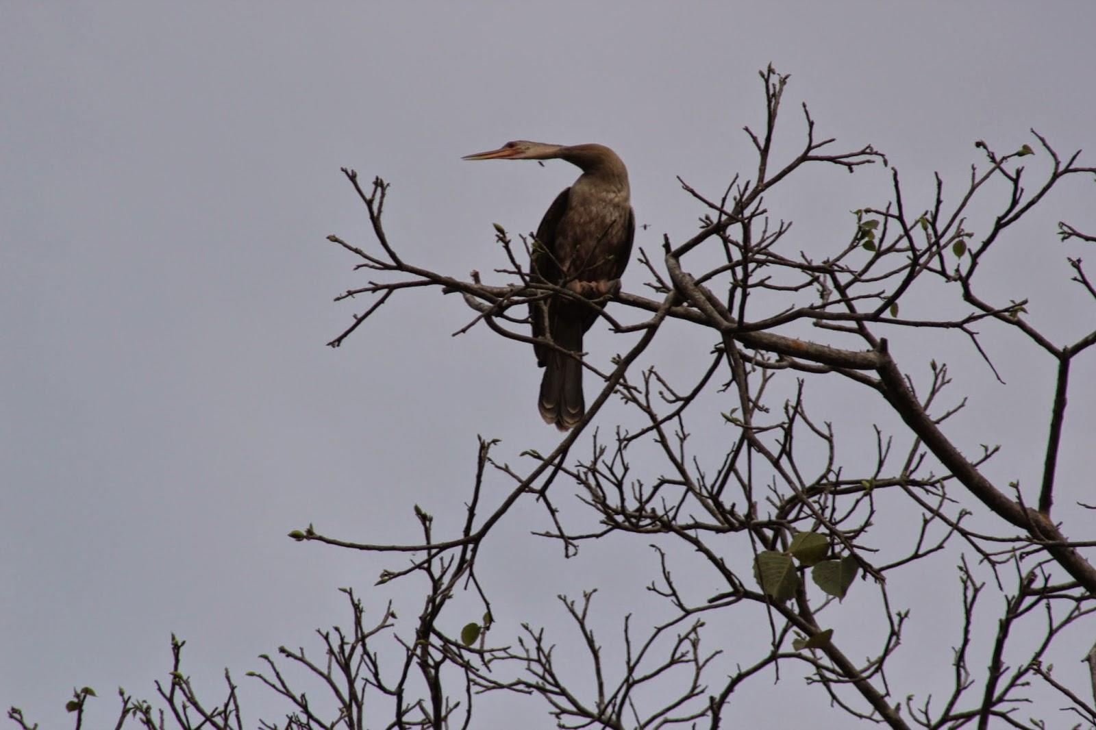 Voyage au Pérou 3: Amazonie - Le lac aux pirhanas