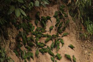Voyage au Pérou 3: Amazonie - Le lac aux pirhanas