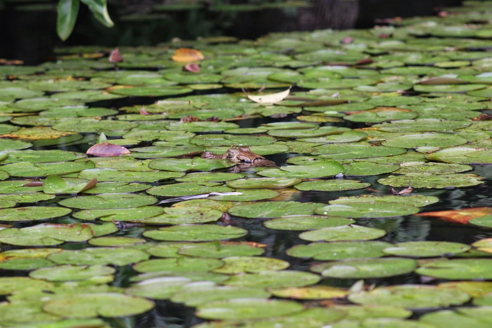 Voyage au Pérou 3: Amazonie - Le lac aux pirhanas