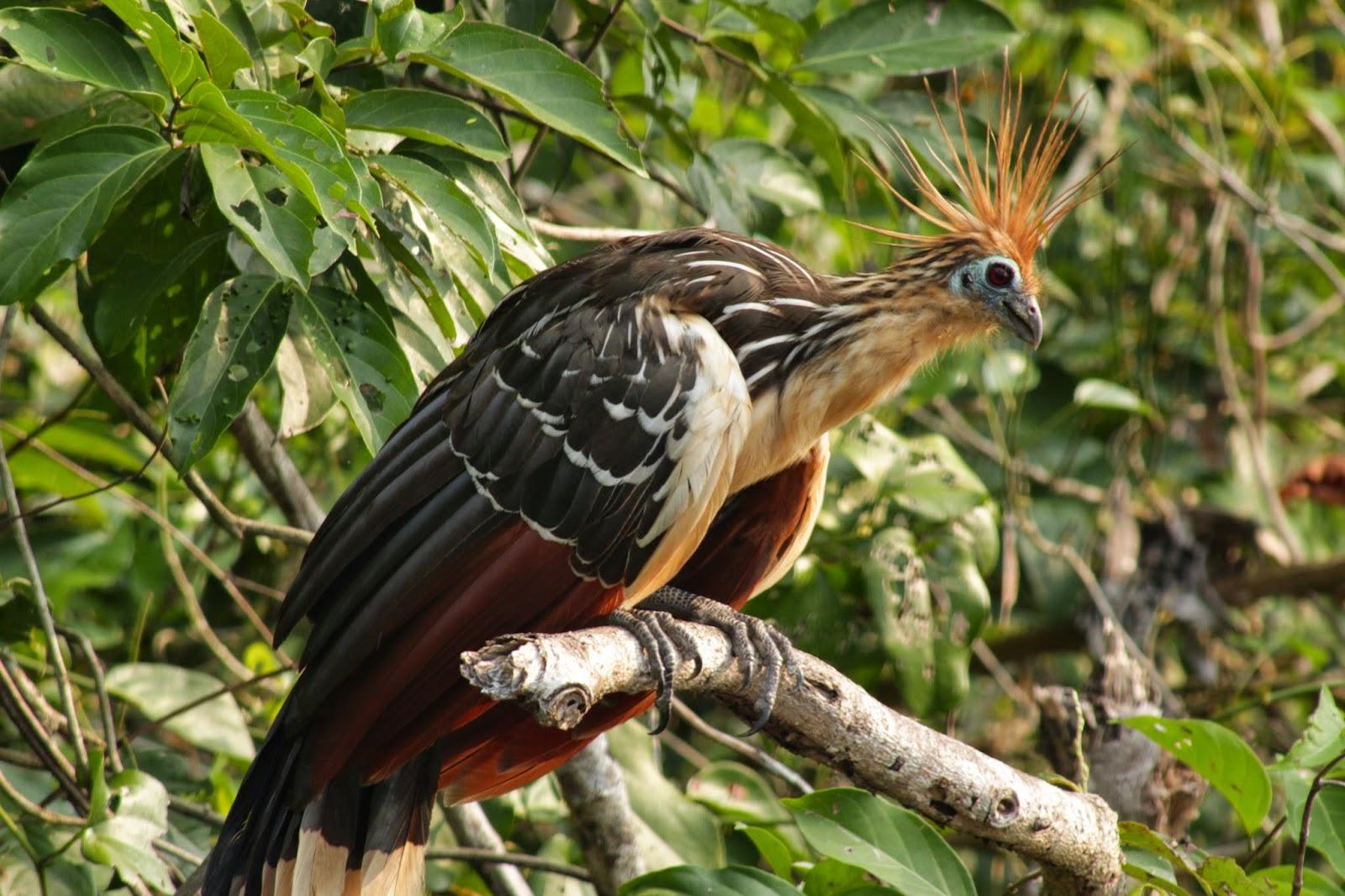 Voyage au Pérou 3: Amazonie - Le lac aux pirhanas