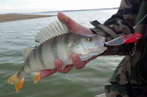 Pêche au Der en mode stage de pêche light