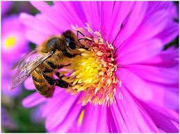 abeille et fleur