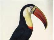 Carnet toucan tonton Louis