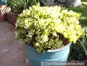 La crassule est une jolie plante grasse au port arbustif et facile de culture