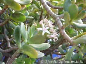 La crassule est une jolie plante grasse au port arbustif et facile de culture