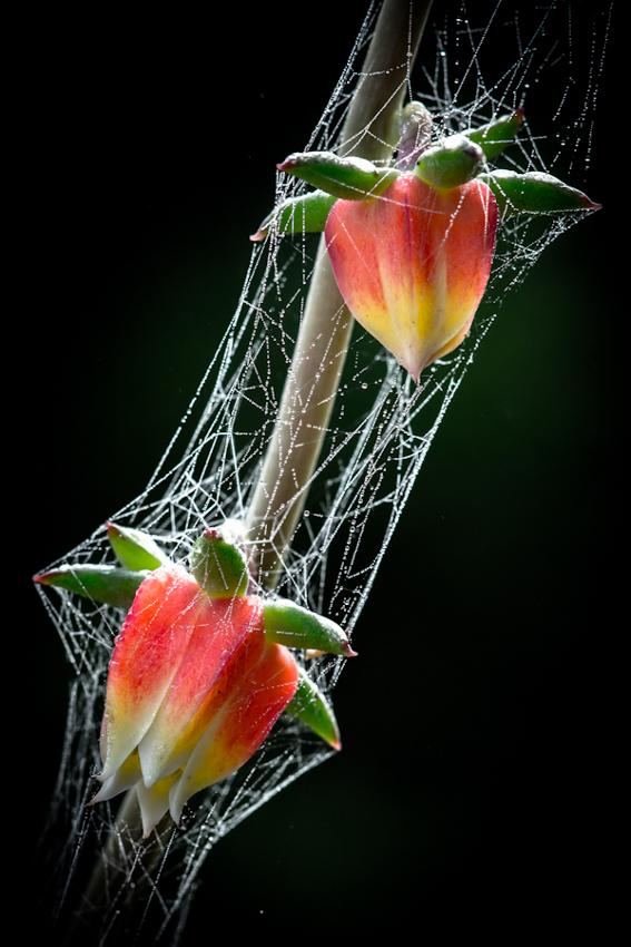 La crassule est une jolie plante grasse au port arbustif et facile de culture