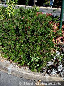Une fleur remarquable: le Grevillea juniperus (arbuste buissonnant)