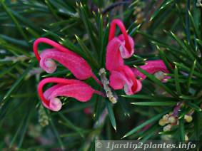 Une fleur remarquable: le Grevillea juniperus (arbuste buissonnant)