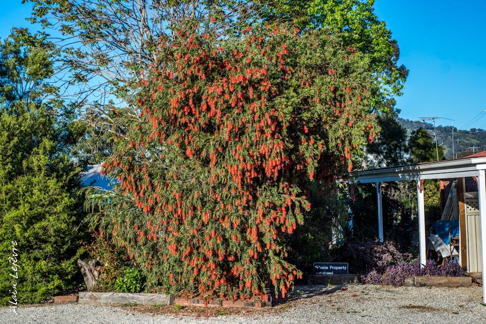 Une fleur remarquable: le Grevillea juniperus (arbuste buissonnant)