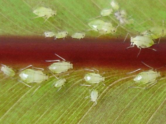 Une plante fruitière: le bananier musa dwarf cavendish.