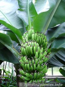 Une plante fruitière: le bananier musa dwarf cavendish.