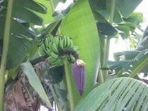 Une plante fruitière: le bananier musa dwarf cavendish.