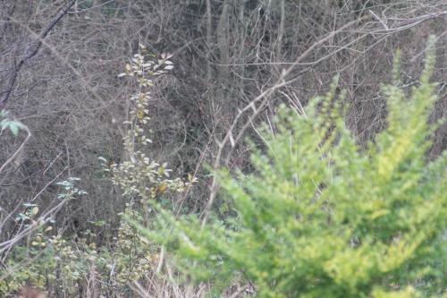 Crataegus pedicellata