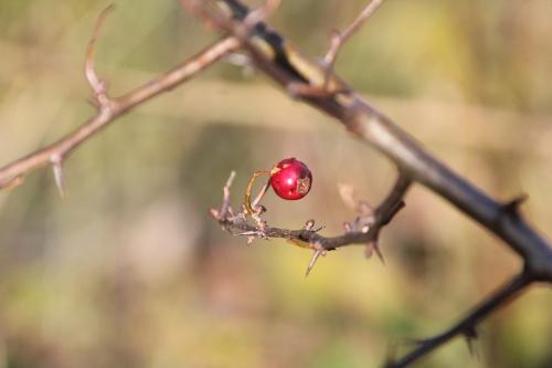Crataegus pedicellata