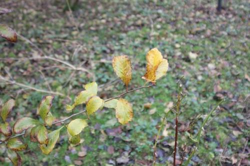 Crataegus pedicellata